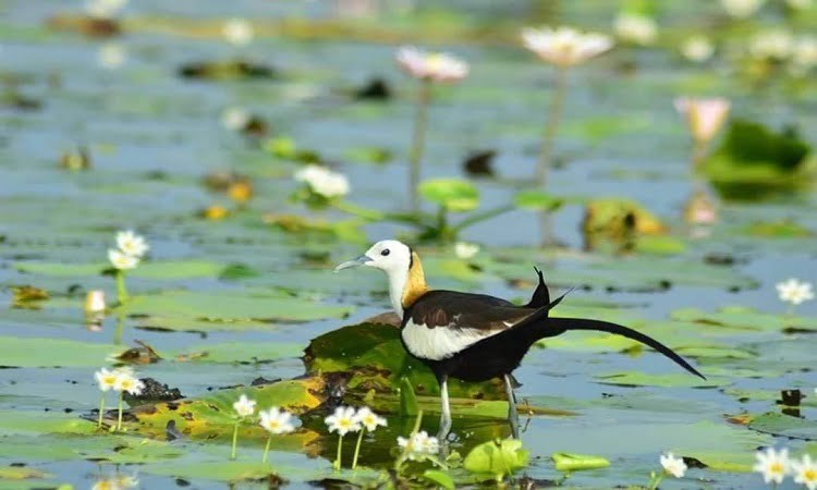 Kondakarla Bird Sanctuary